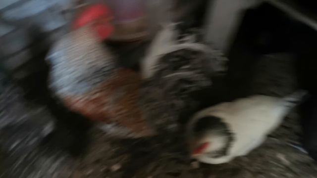 Приехали на дачу, а там.... смотреть онлайн