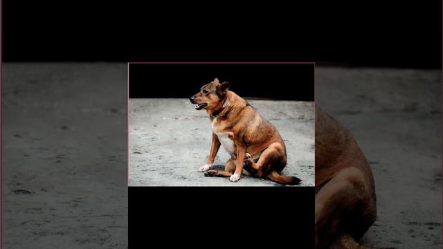 Самые толстые собаки в мире! смотреть онлайн