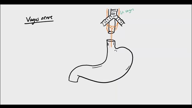 The Stomach, Surgical anatomy and Vagotomy (The Surgical Whiteboard, revision & mind maps) смотреть онлайн