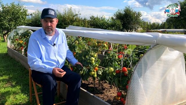 САМЫЕ НЕПРИХОТЛИВЫЕ СОРТА ТОМАТОВ - Томаты серии Непас // Томаты с высокой урожайностью смотреть онлайн