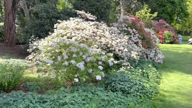 Wentworth Castle. Rhododendrons. Замок Вентворс, рододендроны в цвету. смотреть онлайн