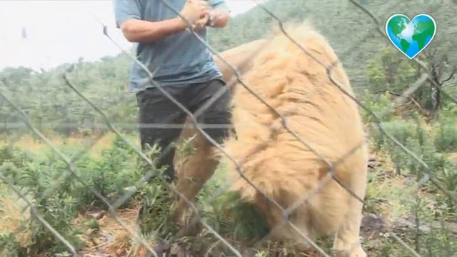 Kevin Richardson with White Lion Thor смотреть онлайн