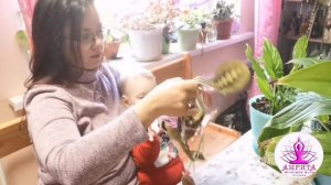 Маранта, обрезка и укоренение