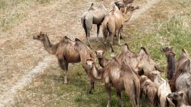 Верблюды в Чечне смотреть онлайн