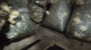 Грибы Вешенка без Света Вентиляции Отопления и Увлажнения Нестандартное Выращивание Грибов