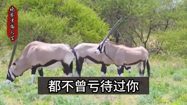 闺蜜撞见我老公出轨，他竟把情人养在我们同一个小区，我收集他们出轨照片资料，不动声色等待时机，给他致命一击老公哭瞎了 смотреть онлайн