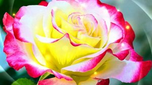 Футаж. Цветочный фон 145  Footage. Floral background 145