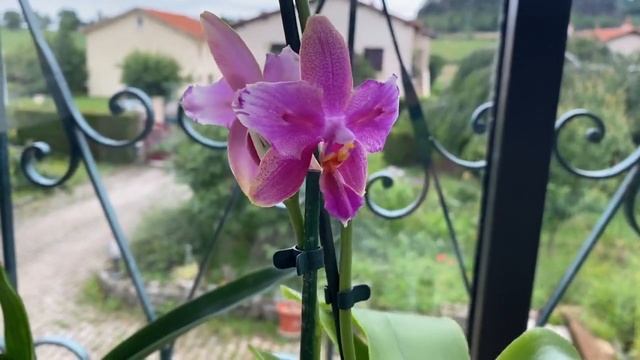 Покупки из теплицы✨✨ смотреть онлайн