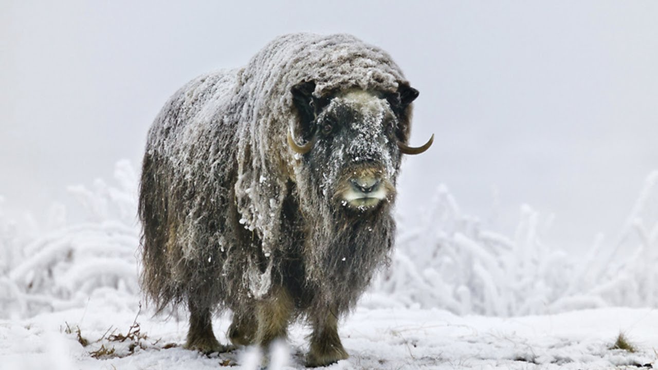 ОВЦЕБЫК- Древнее животное, ПЕРЕЖИВШЕЕ Ледниковый период! смотреть онлайн