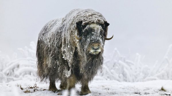 ОВЦЕБЫК- Древнее животное, ПЕРЕЖИВШЕЕ Ледниковый период!