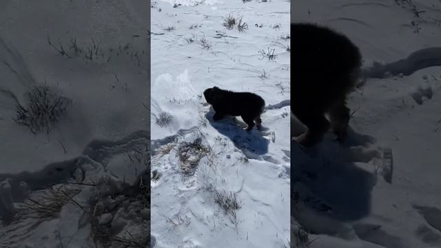 12 Week Old Mini Aussie Puppy Sees Snow For The First Time! (Too CUTE!) смотреть онлайн