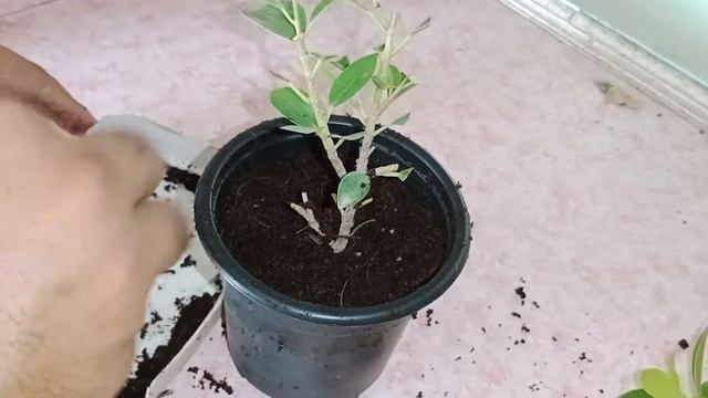 How to propagate ficus plant by cutting in rooting Harmons | Veg&Fruits смотреть онлайн