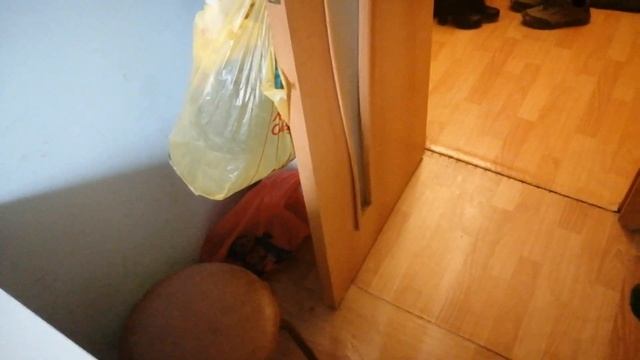 котик кушать смотреть онлайн