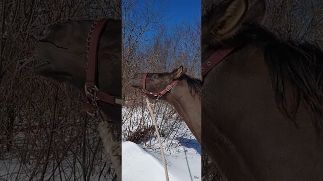 going for a walk with mom and trying to eat branches смотреть онлайн