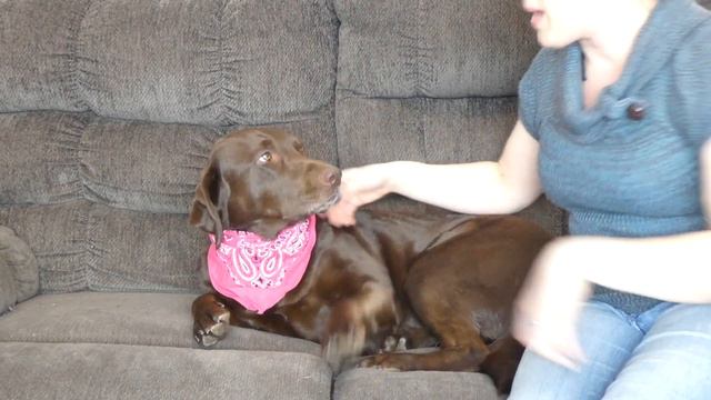 How To Put A Bandana On A Dog смотреть онлайн