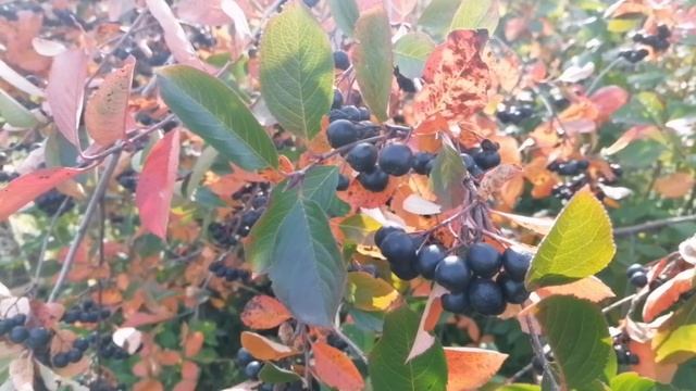 Осень золотая. Сентябрь. Цветы для Вас. Урожай. смотреть онлайн