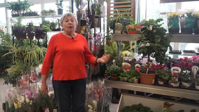 Желтеют листья на комнатных растениях осенью ✿ смотреть онлайн