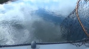 Как ловится щука на съедобную резину