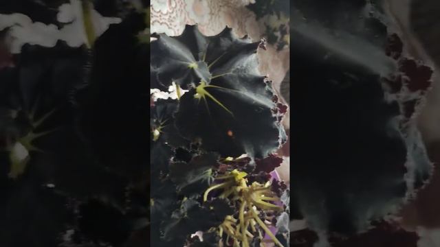 Бегония Black fang смотреть онлайн