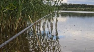 Как на что и где ловить сазана летом в июле? Секреты ловли сазана летом в июле!