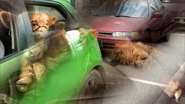 Телёнка вырастили в семье с собаками, и теперь он решил, что он пёс смотреть онлайн