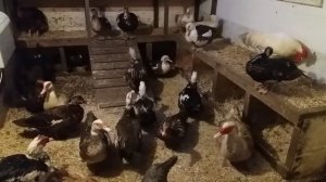 Зимнее содержание индоуток в Сибири