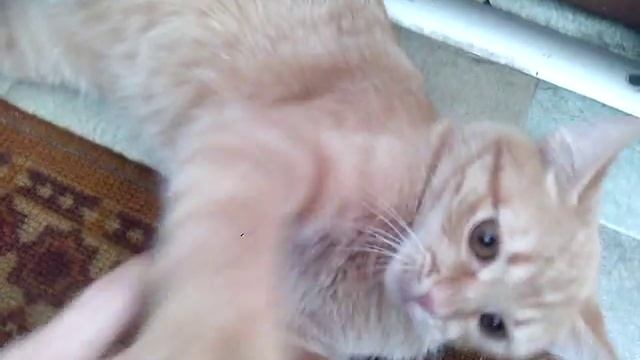 Кошка Кнопа мурлычет и делает кусь смотреть онлайн