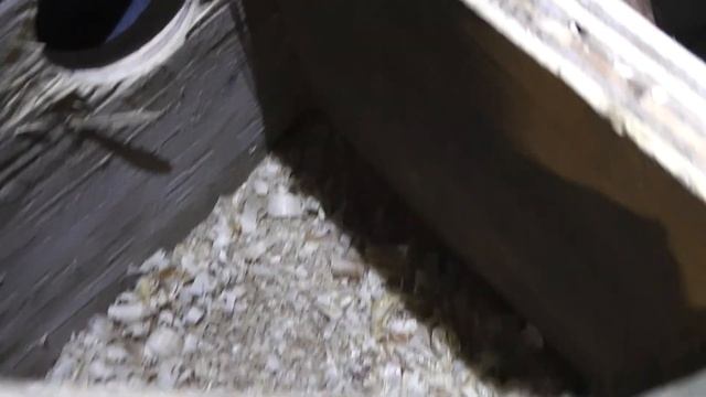 Прошло 7 дней как поставили гнезда попугаям, осмотр на наличие яиц. смотреть онлайн