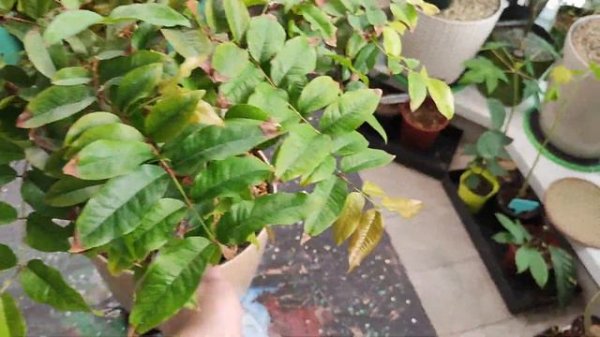 Жабатикаба (Плиния)