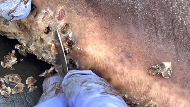 Jigger digging Evans’s left leg - see all four juicy deep digging vids @.net смотреть онлайн