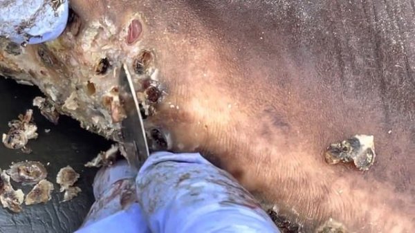 Jigger digging Evans’s left leg - see all four juicy deep digging vids @.net