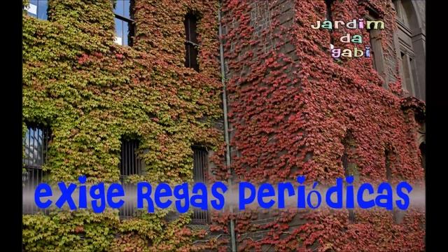 Parthenocissus quinquefolia Jardim da Gabi смотреть онлайн