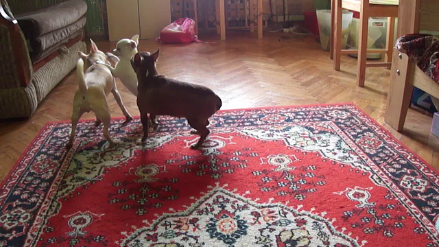 Чихуахуа смотреть онлайн