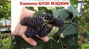 ЕЖЕВИКА БЛЭК МЭДЖИК РЕМОНТАНТНАЯ - сорт с ШИПАМИ. КРУПНАЯ ЯГОДА. ОПИСАНИЕ СОРТА, есть колючки ОТЗЫВ
