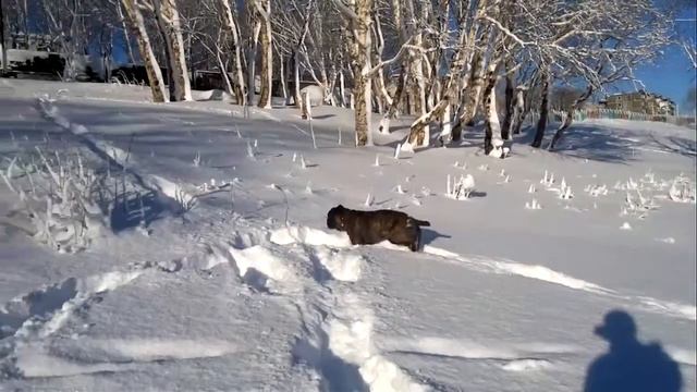 Зима настала смотреть онлайн