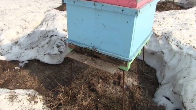 Первый полноценный облёт 2017 . Зимовка Бакфаст на воле в ульях ППУ и ППС . смотреть онлайн