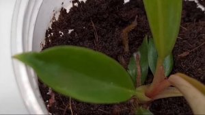 Филодендрон карамель марбл. Клоны. Вариегатность. ЧАСТЬ 1