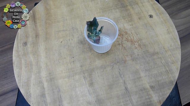 Caixinha Da Felicidade Número 14 - Echeveria Raindrops - Suculentas Da Shopee