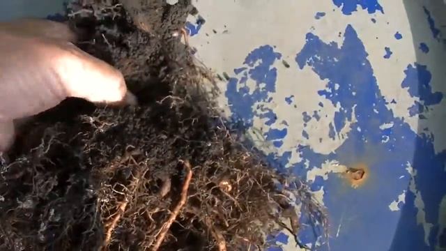 корневая актинидии