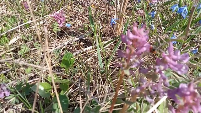 Луговые цветы. Красивая музыка. В гостях у Зины. смотреть онлайн