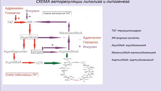 Жировой обмен (регуляция) смотреть онлайн