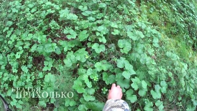 СОБИРАЕМ МОРОШКУ В ЛЕСУ / ПОЛЕЗНАЯ ЯГОДА / ВОССТАНАВЛИВАЕТ НЕРВНЫЕ КЛЕТКИ смотреть онлайн
