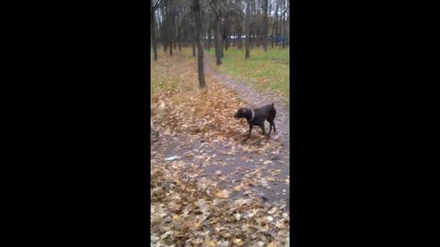 Собака КАНЕ КОРСО Деррек на осенней прогулке. #canecorso смотреть онлайн
