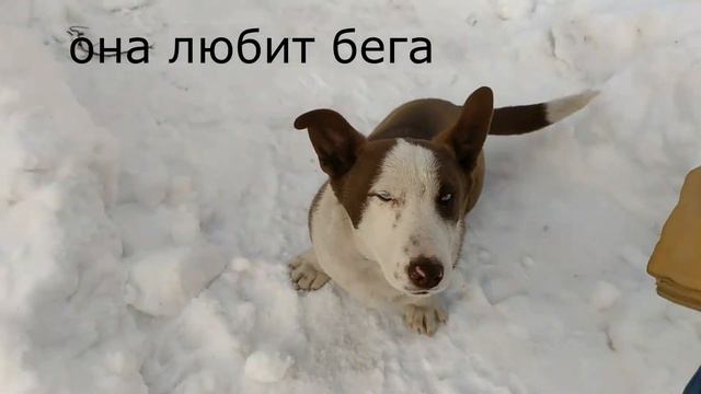 НЕ заводите СОБАКУ смотреть онлайн