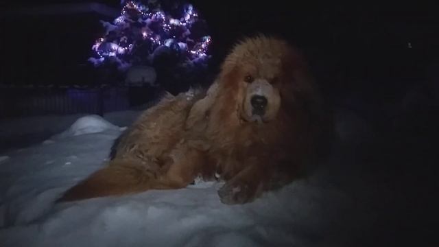 Тибетские мастифы. Питомник CORLEONIS PLUS . Новый год. Monami Monamur смотреть онлайн