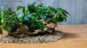 Анубиас Бартера (Anubias barteri). Аквариумное растение для начинающих