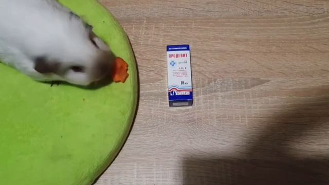 Витамины и минералы для морской свинки смотреть онлайн