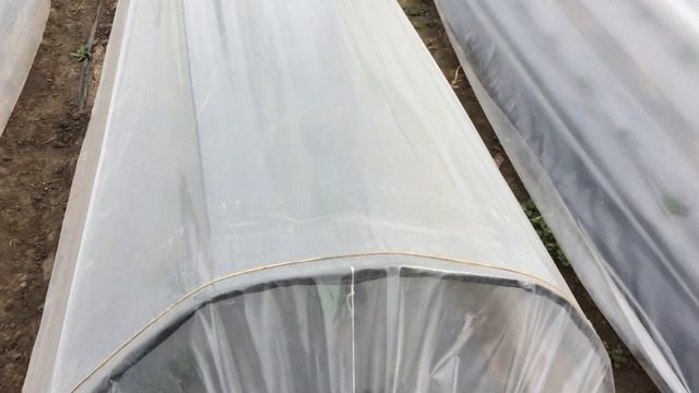 Клубника ст.Кавказская Краснодарский край. смотреть онлайн