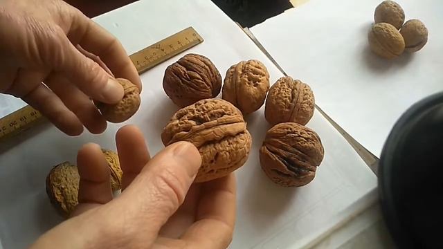 орех Великан, плюсы, минусы смотреть онлайн