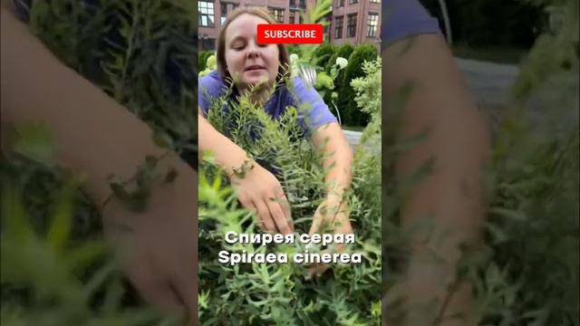 СОВЕТ НОВИЧКАМ! смотреть онлайн